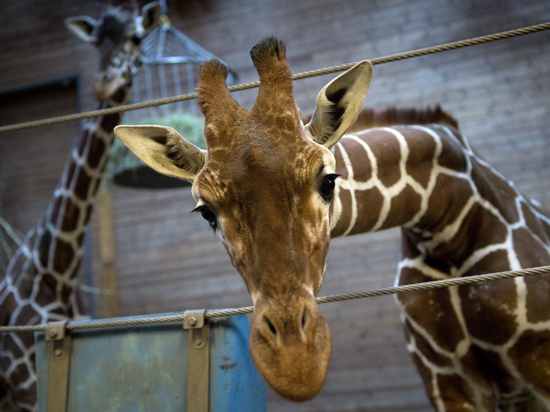 Einem zweiten Giraffenbullen namens Marius droht der Tod.