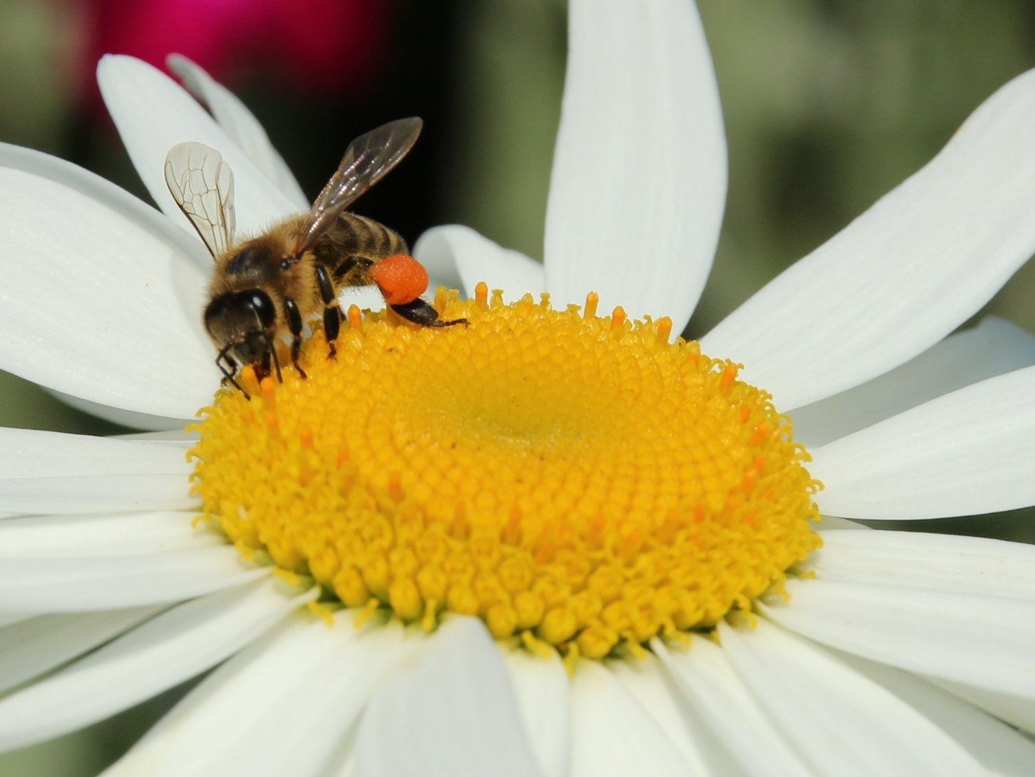 Bienen sind wichtig für die Pflanzenbestäubung. Bienen sind wichtig für die Pflanzenbestäubung.