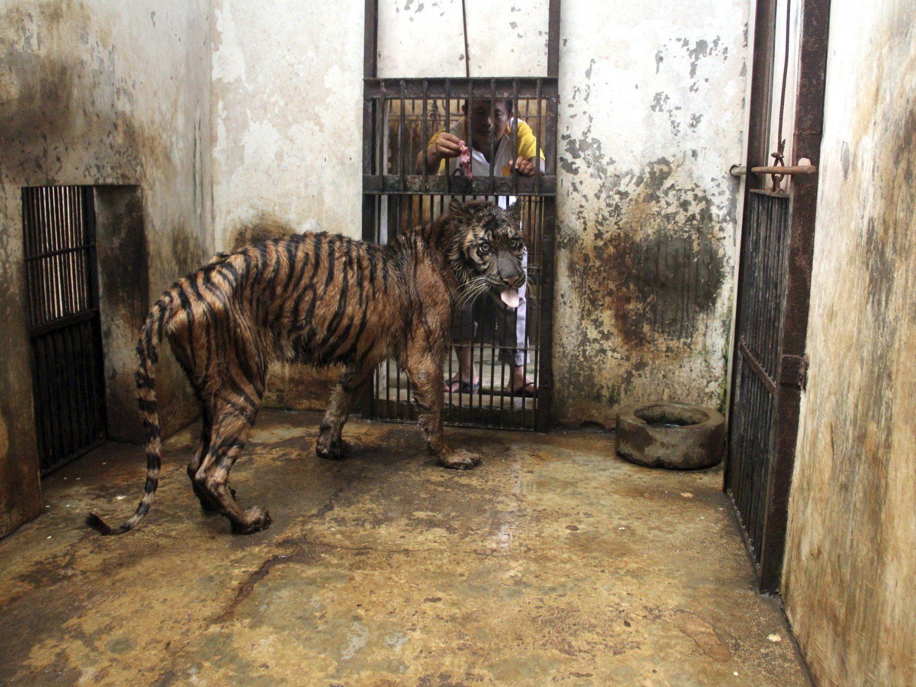 Kranke, unterernährte und verwahrloste Tiere - Tierschützer vermuten Verwaltungschaos und Korruption.