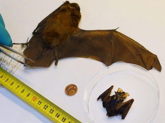 Klein, aber oho: Die seltene Hummelfledermaus. Klein, aber oho: Die seltene Hummelfledermaus.