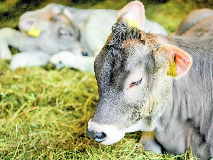 Endet das Schicksal vieler Stierkälber in der Tierkadaververwertung? Die Grünen haben Hinweise darauf.