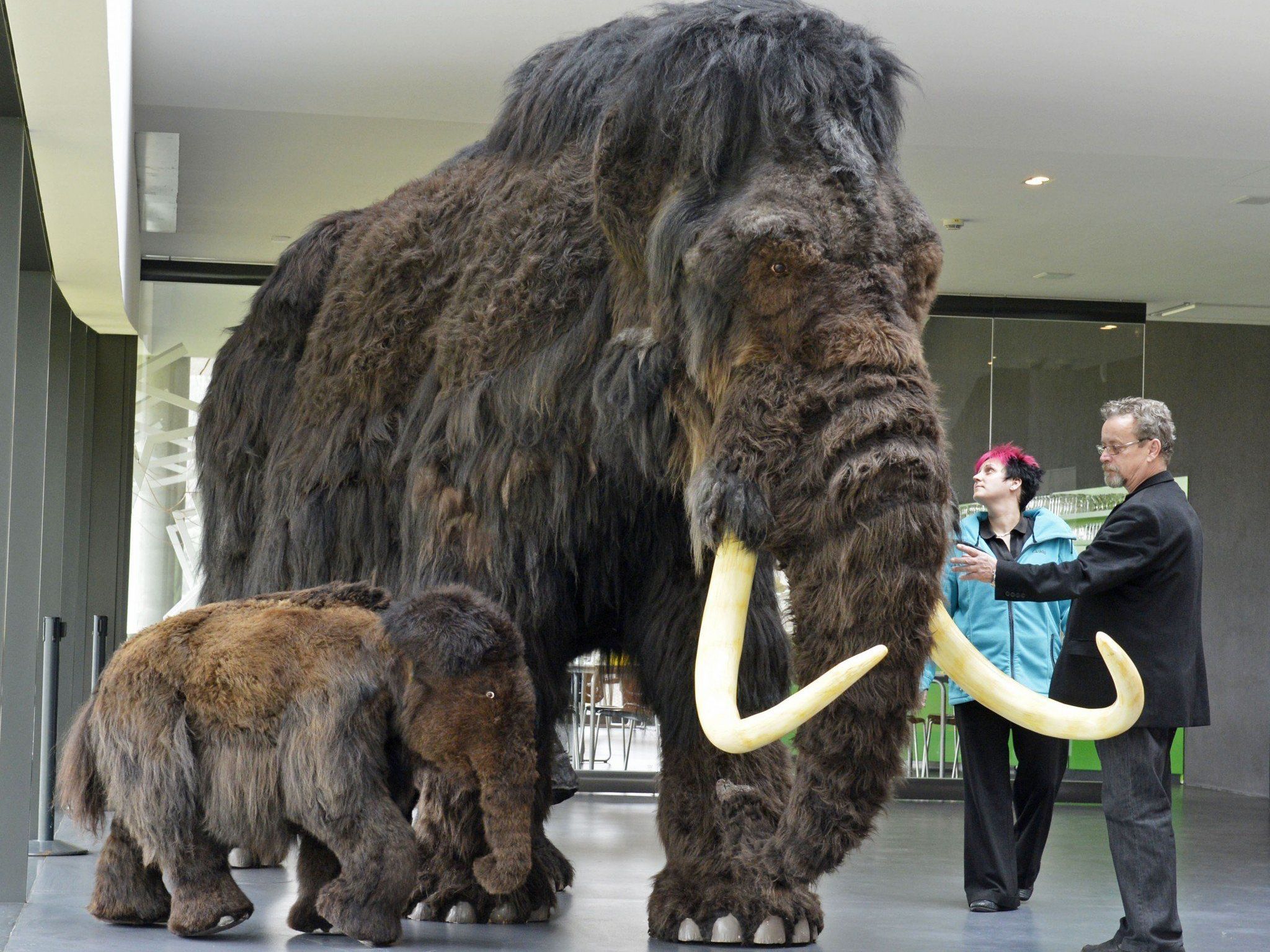 Steppe offenbar nicht von Gräsern dominiert. Steppe offenbar nicht von Gräsern dominiert.
