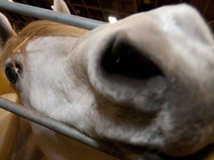 Im burgenländischen Andau wurden mehrere Pferde vergiftet.