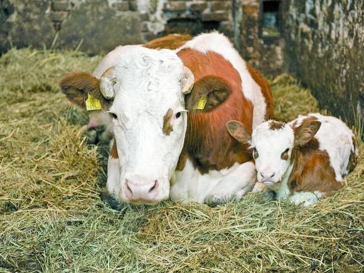 Viele der 10.000 Stierkälber im Land werden nach Italien und Spanien verkauft.