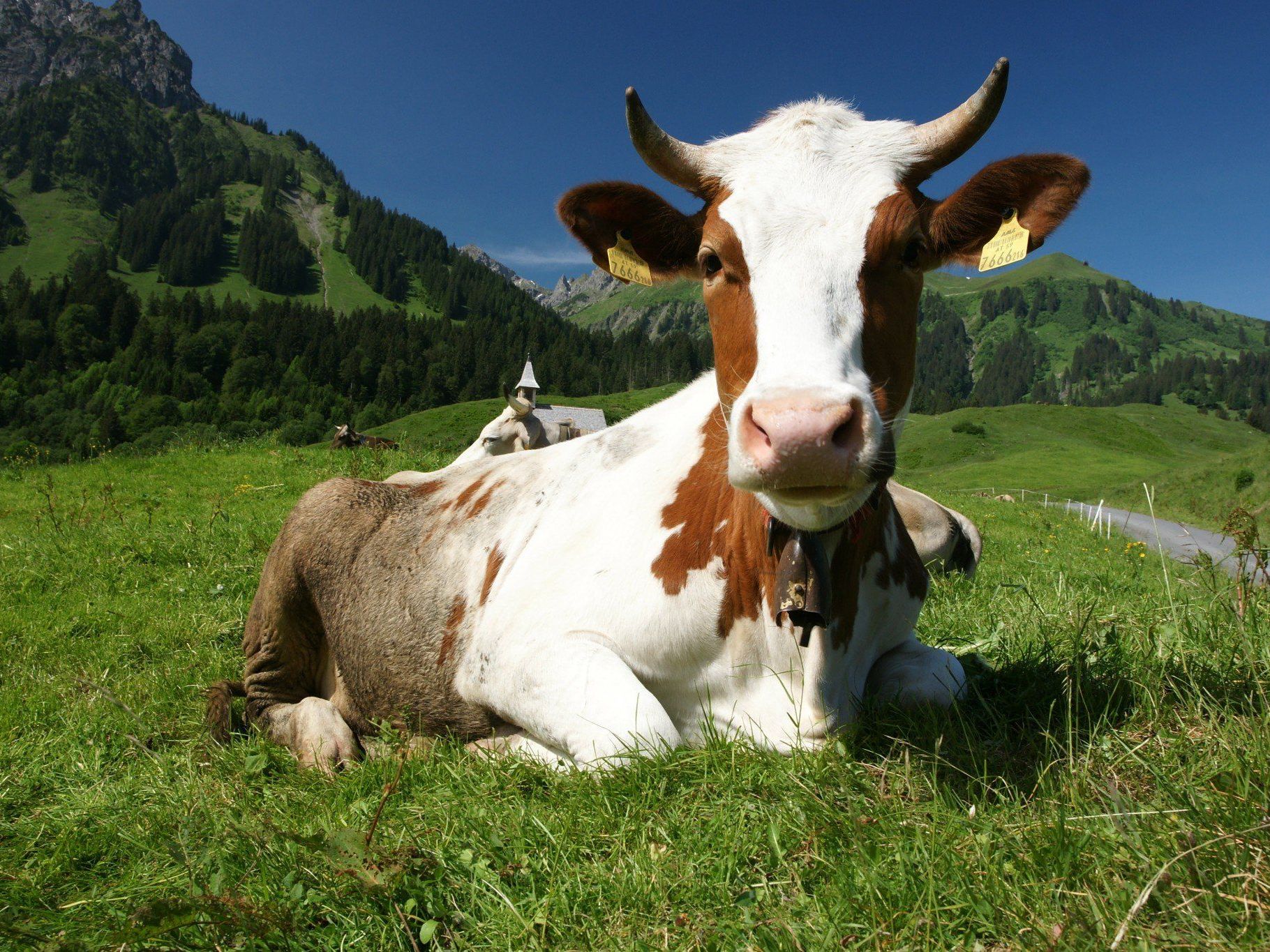 Die TBC-Verdachtsfälle der letzten Wochen bringen die Vorarlberger Alpen in Verruf. Die TBC-Verdachtsfälle der letzten Wochen bringen die Vorarlberger Alpen in Verruf.