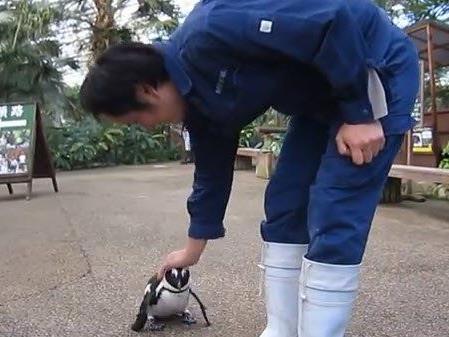 Treuer Gefährte: Pinguin Sakura hat ein Auge auf seinen Tierpfleger geworfen.
