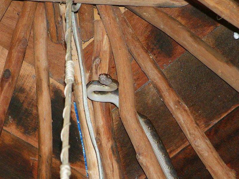 Schlange in Thailand fühlte sich sichtlich wohl im Badezimmer. Schlange in Thailand fühlte sich sichtlich wohl im Badezimmer.