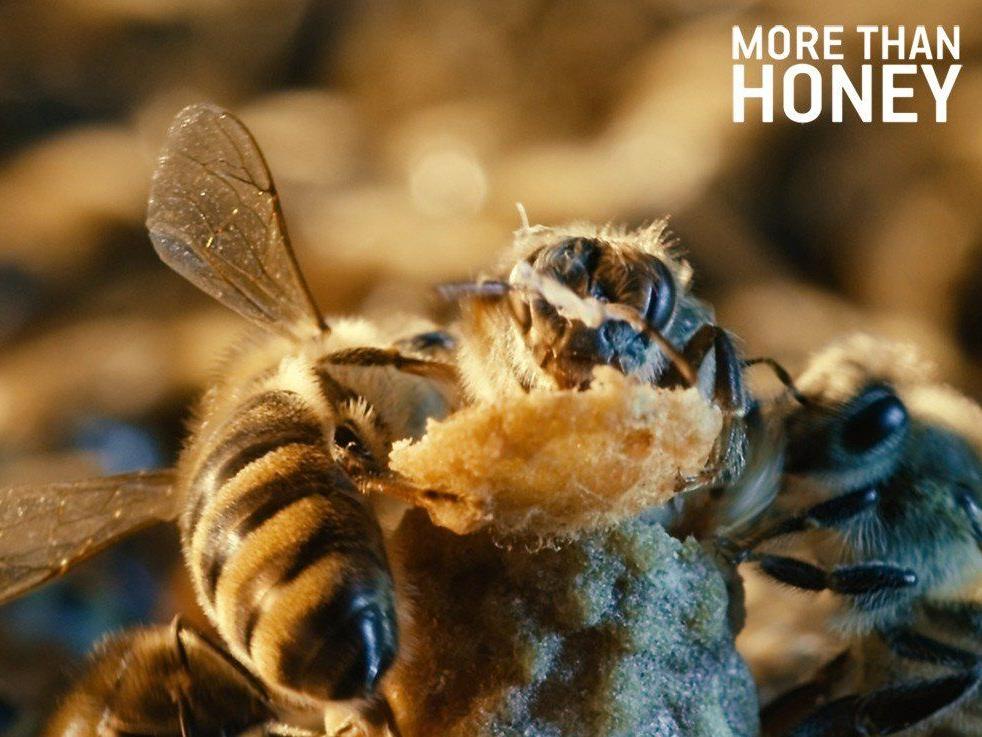 Mehr als ein Drittel unserer Nahrungsmittel ist abhängig von der Bestäubung durch Bienen.