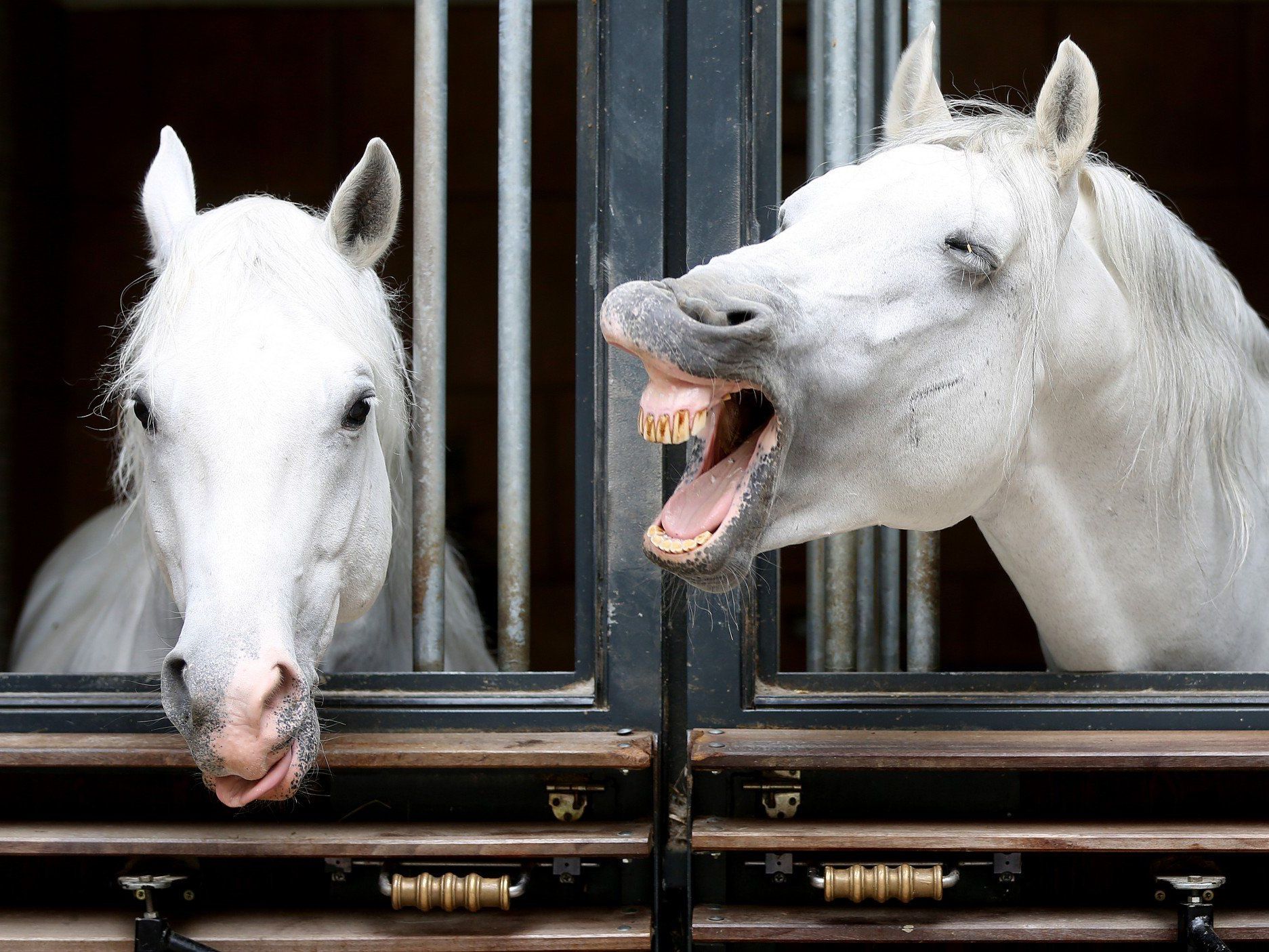 VetMed nimmt Lipizzaner unter die Lupe VetMed nimmt Lipizzaner unter die Lupe