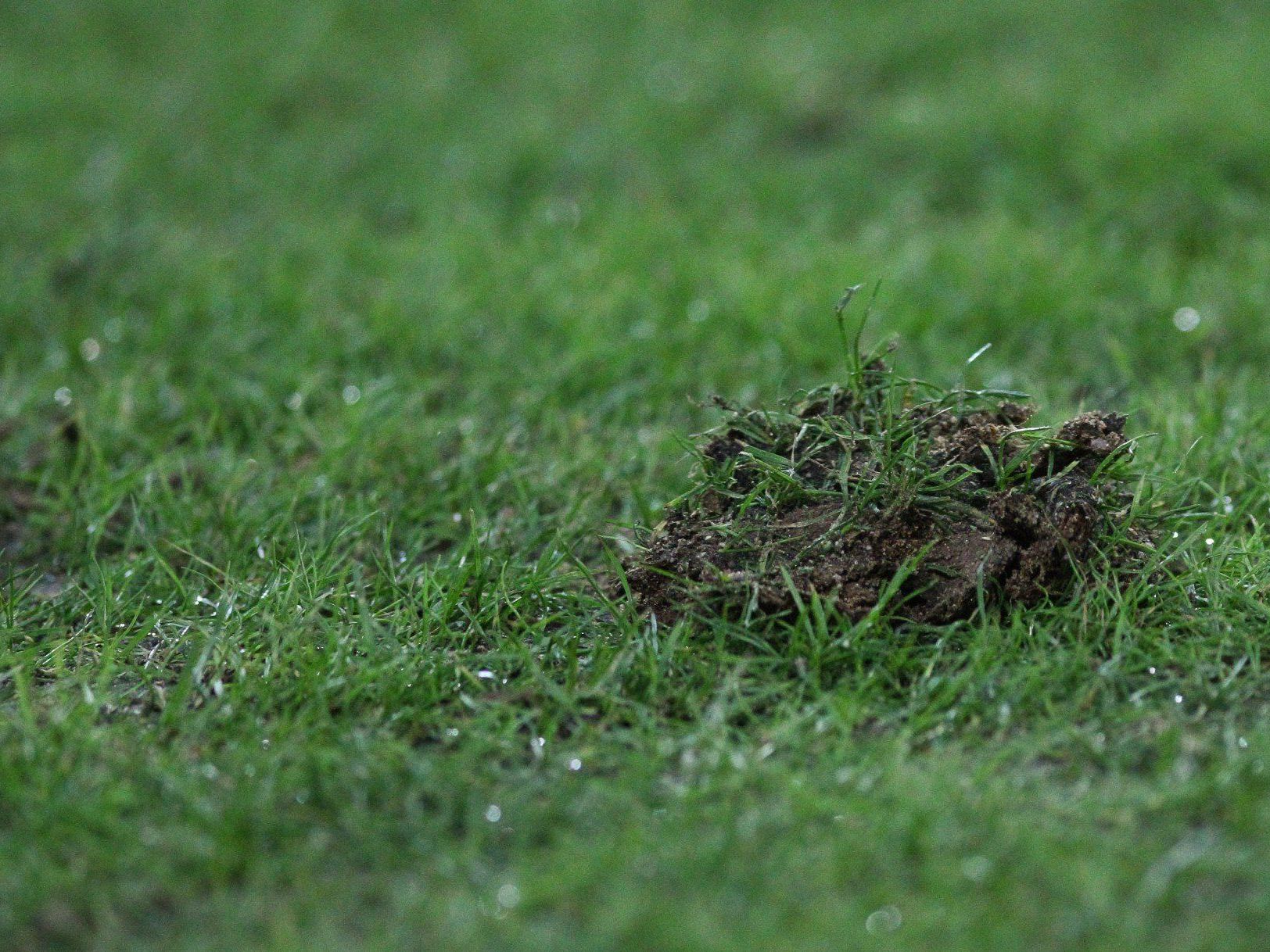 LIVE-Ticker zum Spiel First Vienna FC gegen SKN St. Pölten ab 18.30 Uhr. LIVE-Ticker zum Spiel First Vienna FC gegen SKN St. Pölten ab 18.30 Uhr.