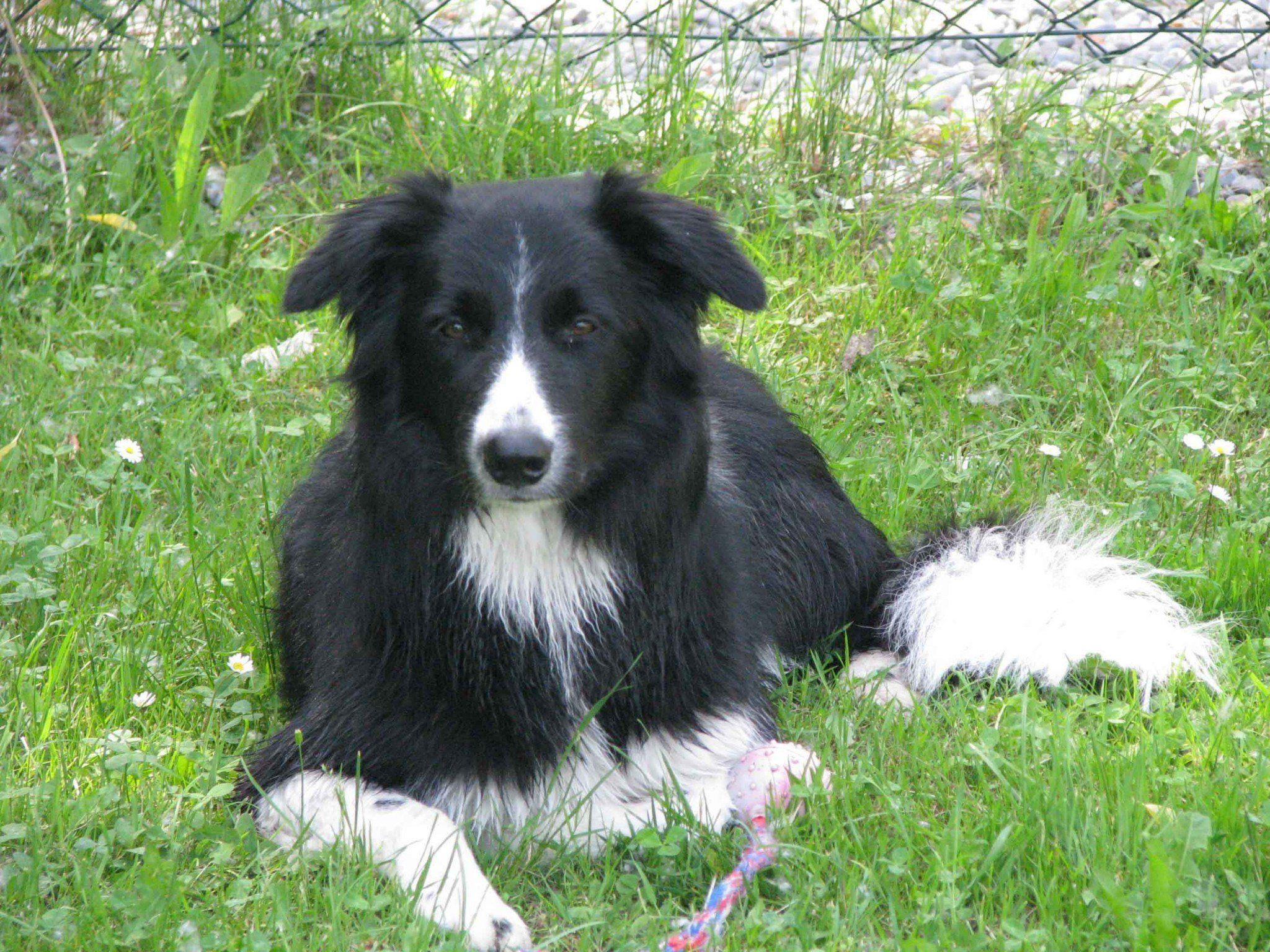 Der Winterschlaf ist vorbei – der Hundesportverein Nüziders startet heute Samstag, 8.März, wieder in die Frühjahrssaison.
