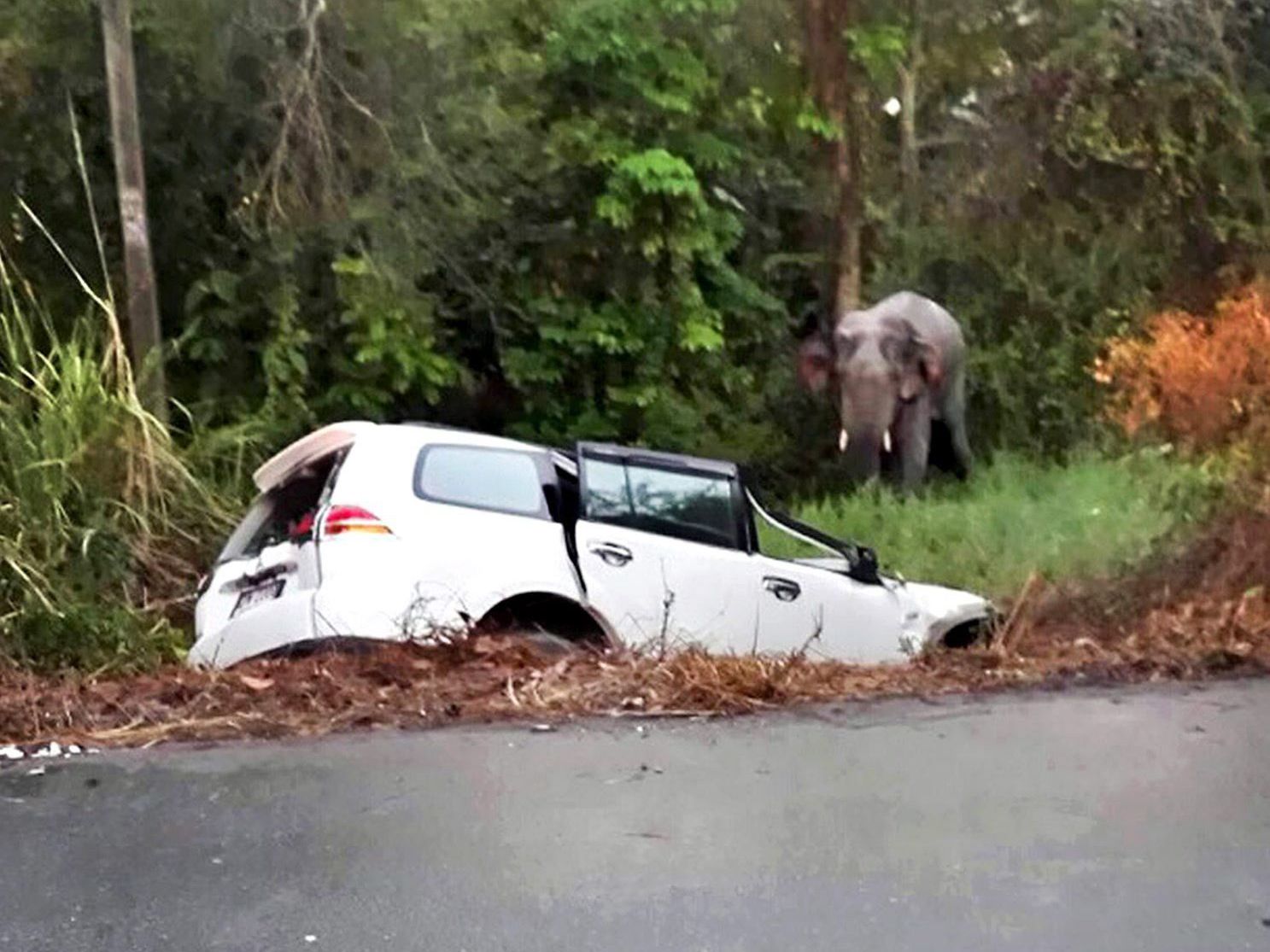 Sechs Menschen und ein Elefant starben bei dem Verkehrsunfall. Sechs Menschen und ein Elefant starben bei dem Verkehrsunfall.