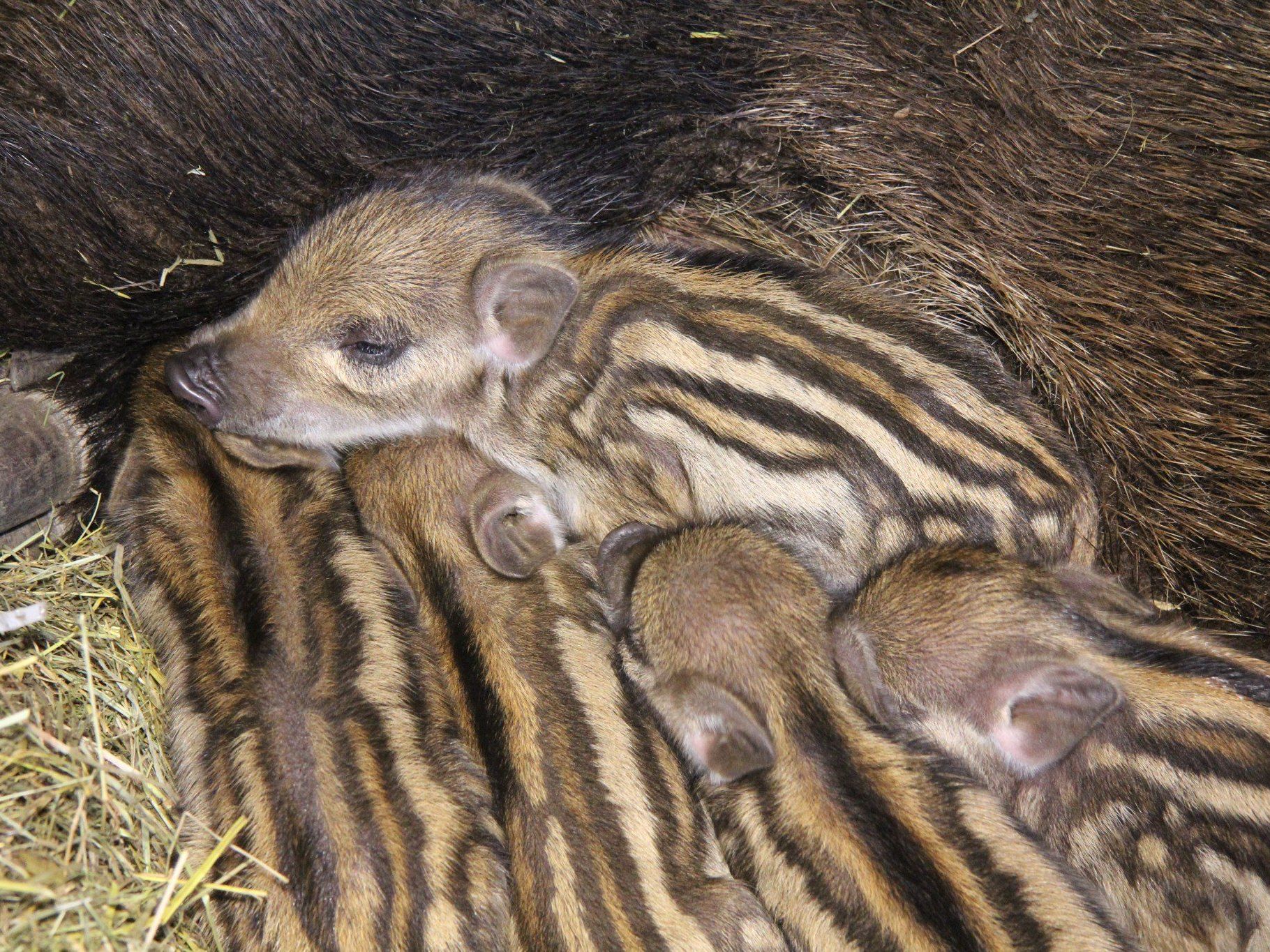 Auch Frischlinge gibt es heuer im Wildpark Feldkirch. Auch Frischlinge gibt es heuer im Wildpark Feldkirch.