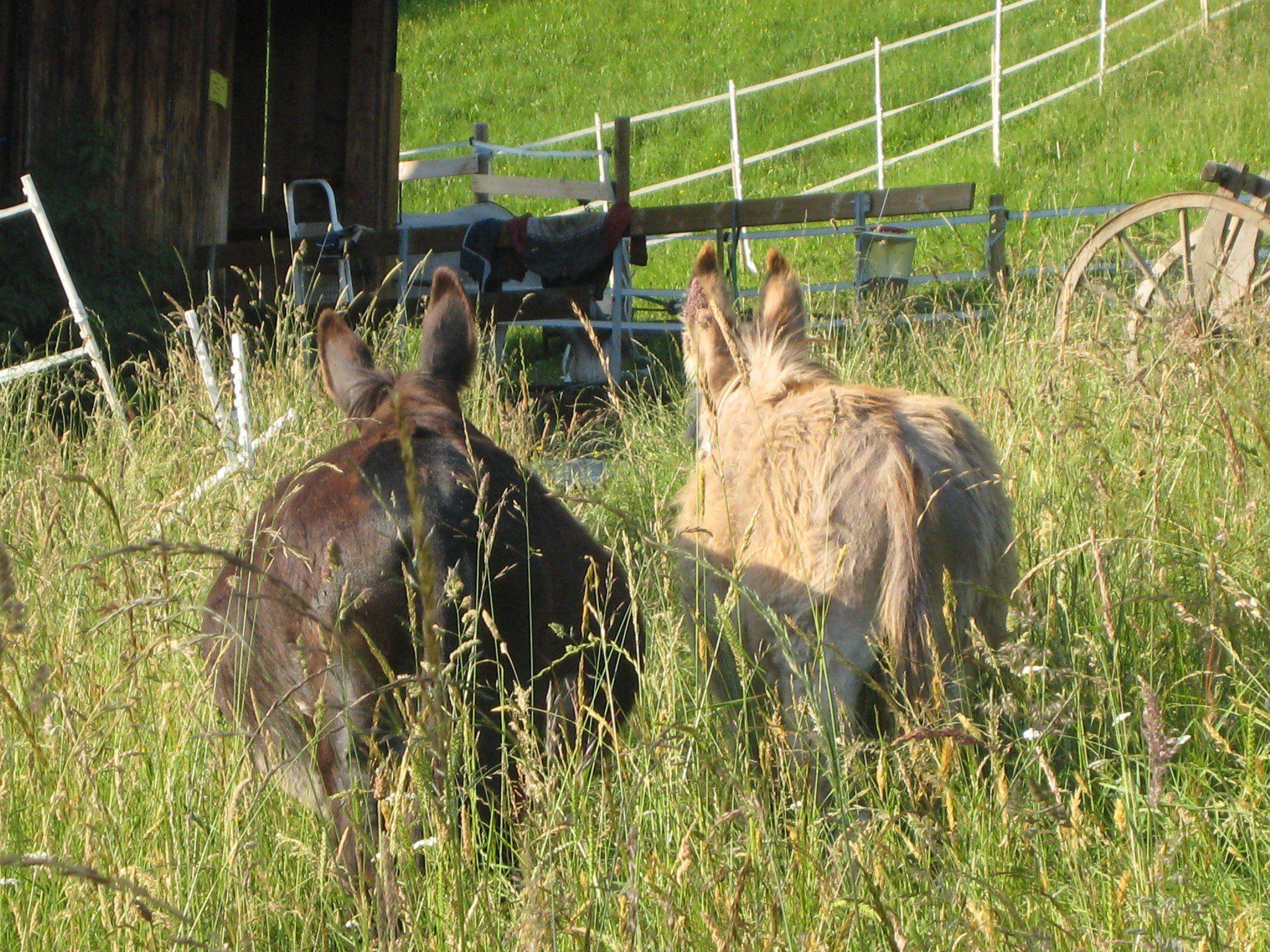 Esel Cleo und Peppi genießen einen Ausflug im hohen Gras