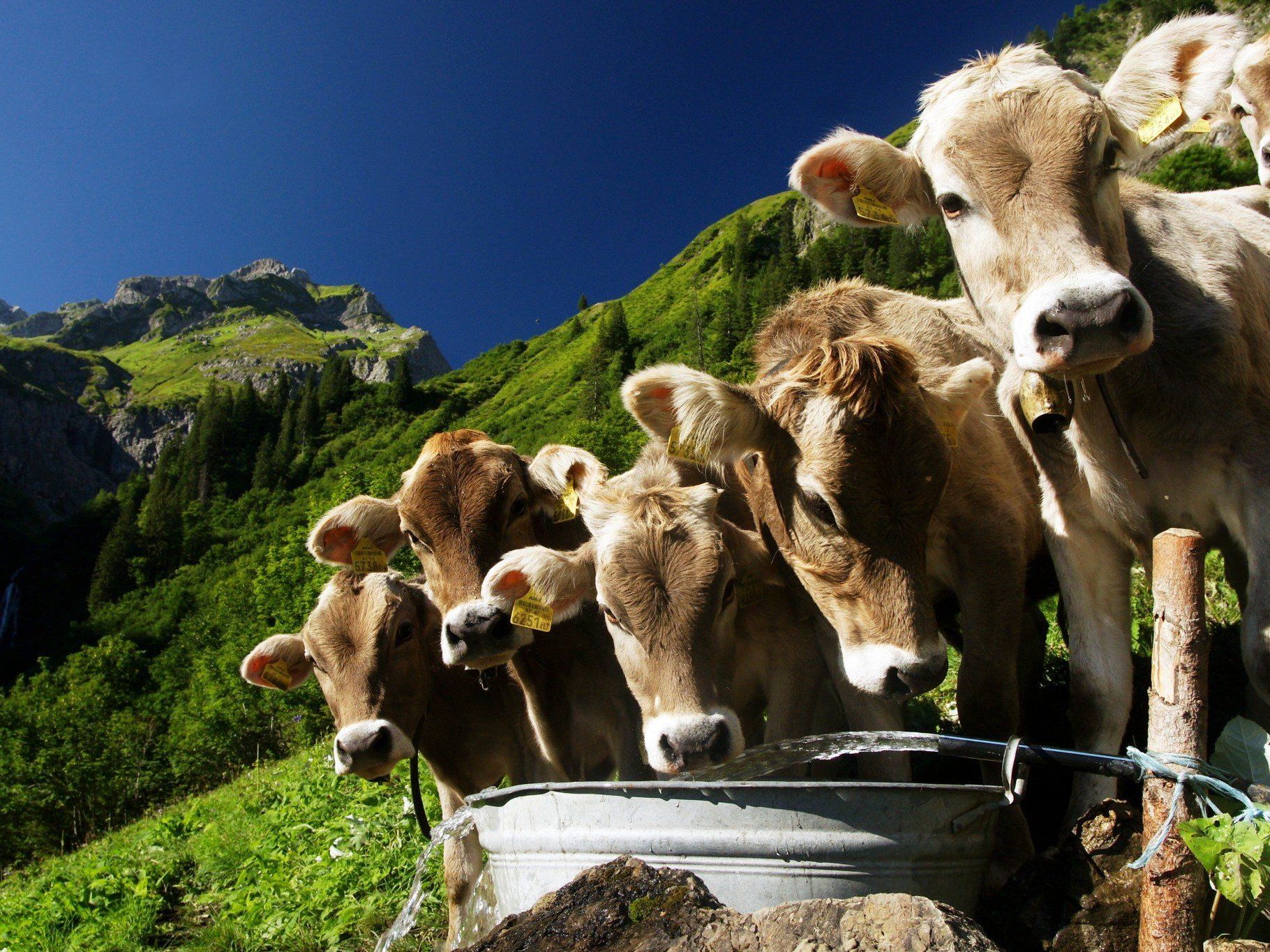 3000 Kälber verenden jährlich - Beweis für illegale Entsorgung oder Versicherungsbetrug gibt es aber keine. 3000 Kälber verenden jährlich - Beweis für illegale Entsorgung oder Versicherungsbetrug gibt es aber keine.