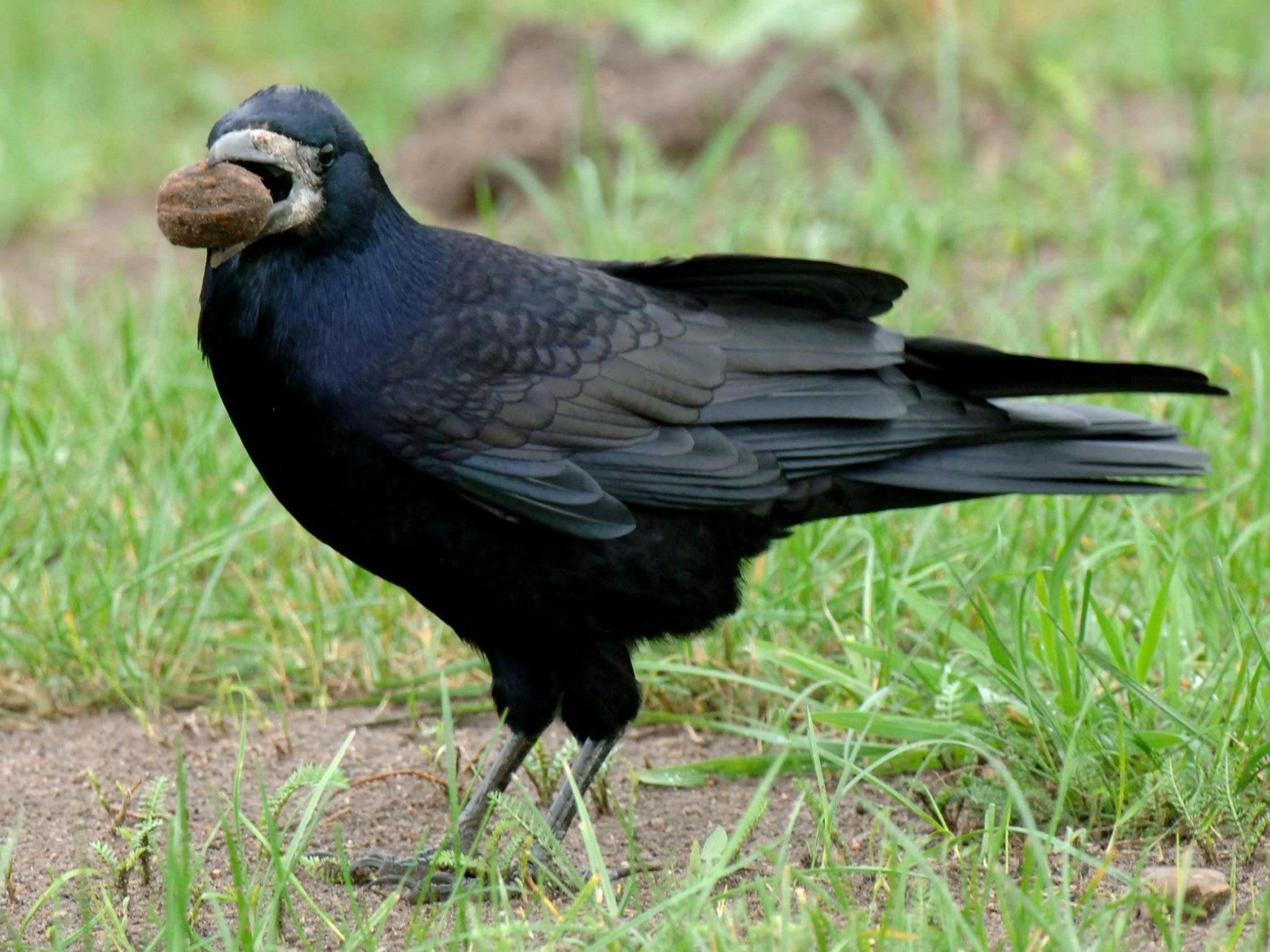Von den Behörden gibt es jedes Jahr Ausnahmegenehmigung für die Bejagung der stattlichen schwarzen Vögel.