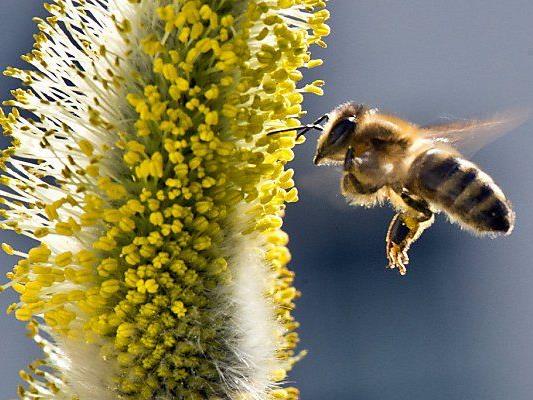 Presserunde zum Thema Bienensterben