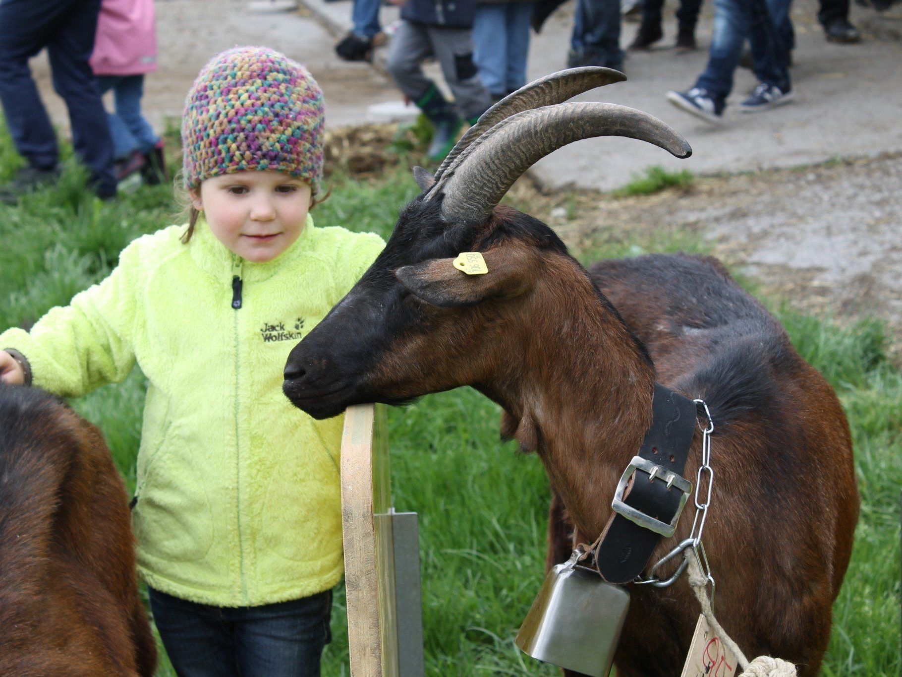 Amelie freut sich schon auf die kommende Ziegenausstellung Amelie freut sich schon auf die kommende Ziegenausstellung