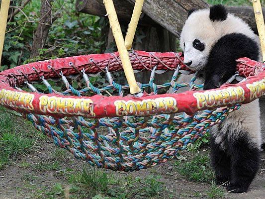 Die Schaukel hat es Klein Fu Bao angetan Die Schaukel hat es Klein Fu Bao angetan