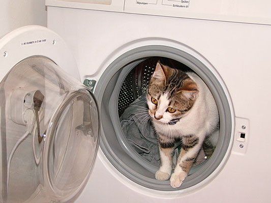 Bei einem Wohnungsbrand in Krems hatte sich eine Katze in die Waschmaschine geflüchtet Bei einem Wohnungsbrand in Krems hatte sich eine Katze in die Waschmaschine geflüchtet