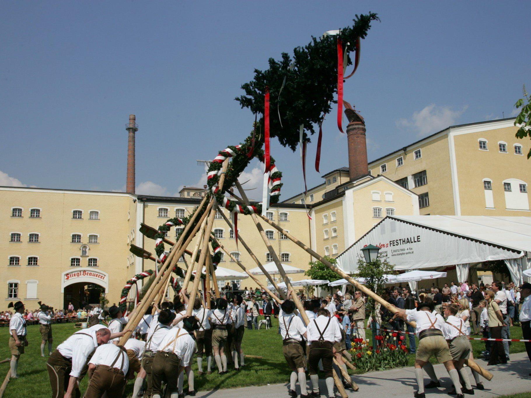 In ganz Salzburg werden um den 1. Mai wieder Maibäume aufgestellt.