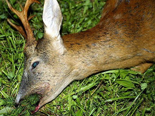 Ein Wilderer hat es scheinbar auf Rehe abgesehen Ein Wilderer hat es scheinbar auf Rehe abgesehen
