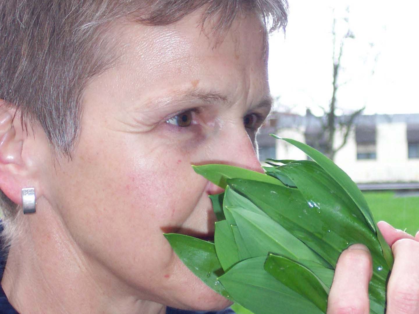 Vorsicht beim Bärlauch-Pflücken: "Bärlauch ist noch immer ein heikles Thema und man kann nicht oft genug auf die Verwechslungsgefahr mit den giftigen Maiglöckchen und Herbstzeitlosen hinweisen." Vorsicht beim Bärlauch-Pflücken: "Bärlauch ist noch immer ein heikles Thema und man kann nicht oft genug auf die Verwechslungsgefahr mit den giftigen Maiglöckchen und Herbstzeitlosen hinweisen."