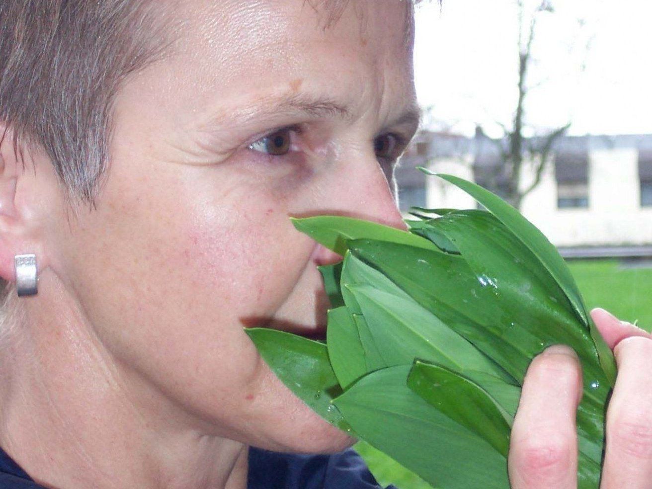 Der Bärlauch und seine giftigen Kollegen. Der Bärlauch und seine giftigen Kollegen.