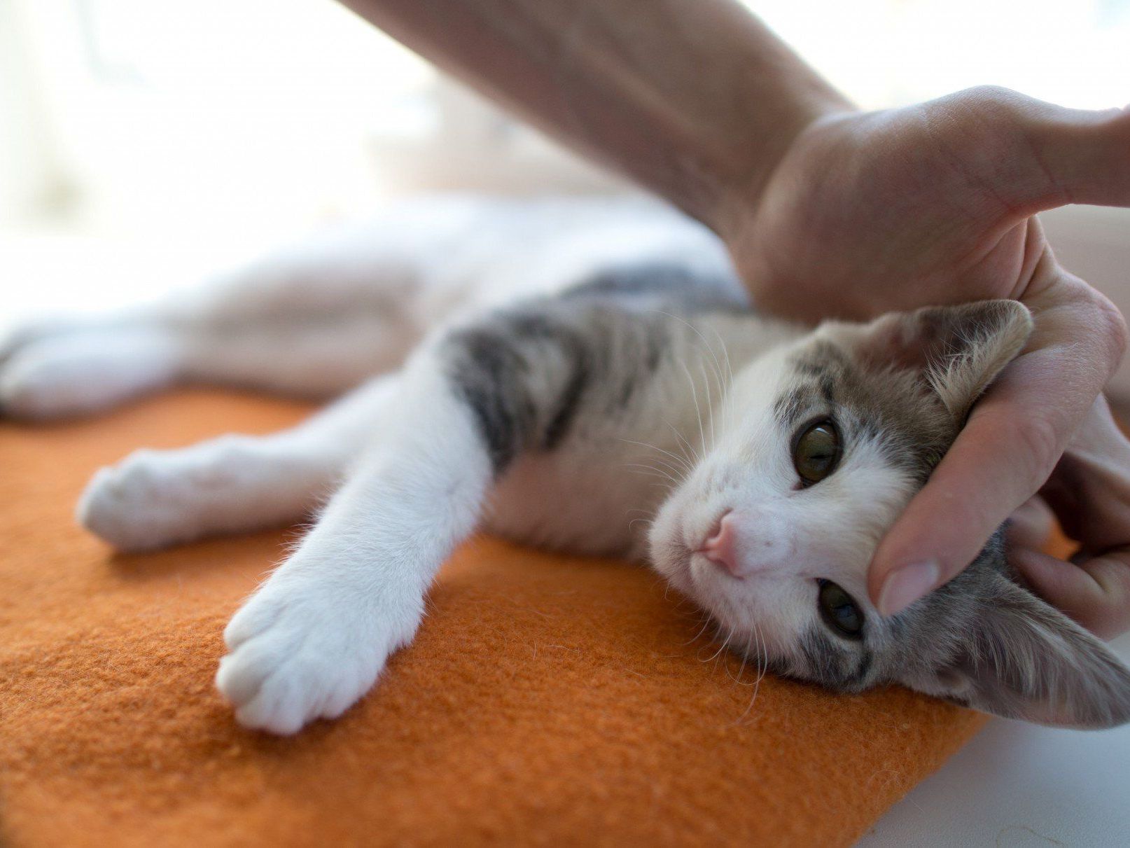 Österreichs Katzen- und Hundebesitzer sind sich überraschend einig: Luna führt die Hitliste der weiblichen Tiernamen an.