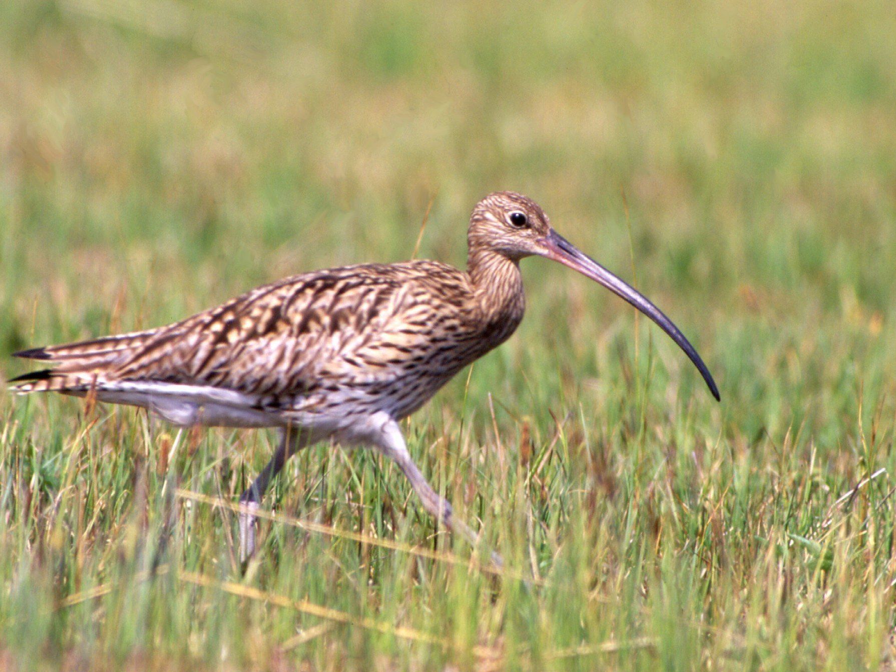 Auch der Große Brachvogel gehört ins Ried.