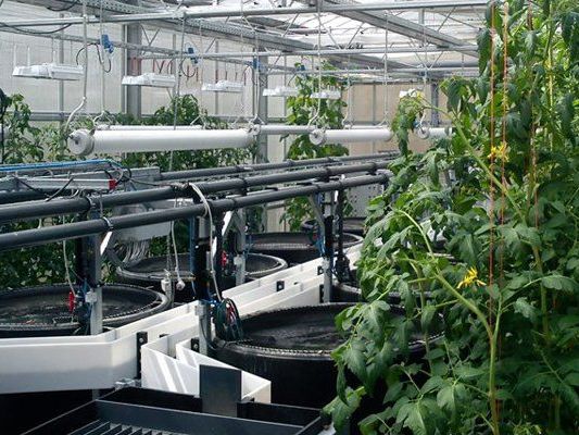 Die "Tomatenfisch-Anlage" im Leibniz-Institut für Gewässerökologie und Binnenfischerei (IGB). Die "Tomatenfisch-Anlage" im Leibniz-Institut für Gewässerökologie und Binnenfischerei (IGB).