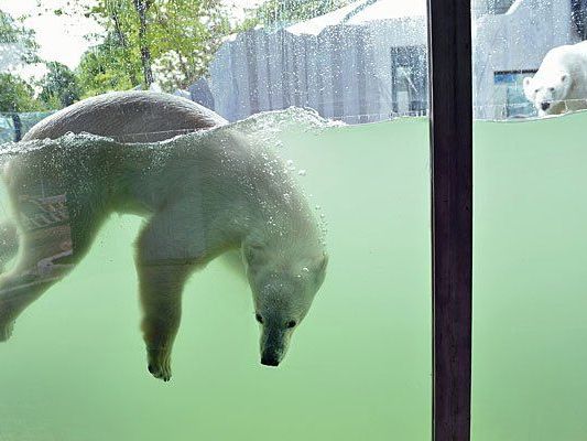 Lynn und Ranzo tummeln sich bereits in Schönbrunn Lynn und Ranzo tummeln sich bereits in Schönbrunn