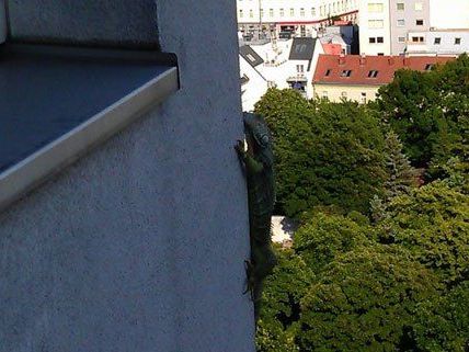 Dieser Leguan übte sich als Fassadenkletterer. Dieser Leguan übte sich als Fassadenkletterer.