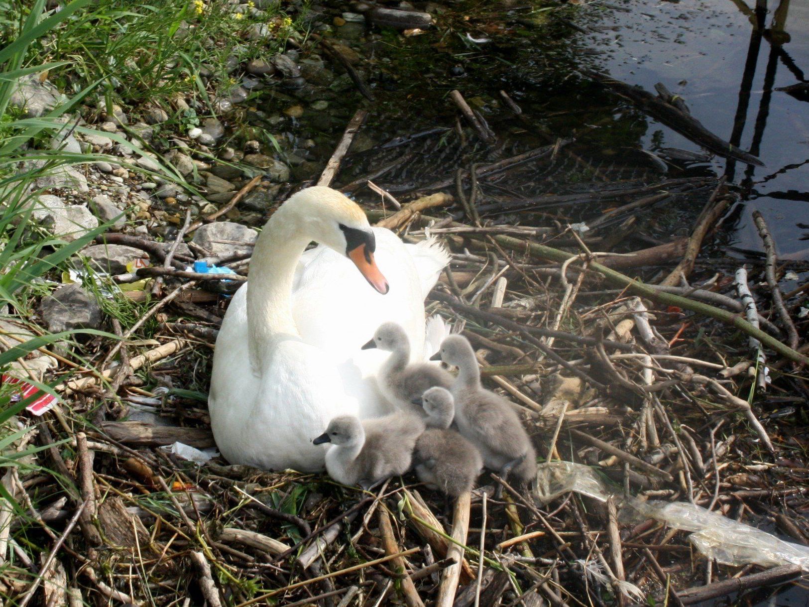 Gleich vierfachen Nachwuchs hat die Schwanenfamilie im Lochauer Hafen. Gleich vierfachen Nachwuchs hat die Schwanenfamilie im Lochauer Hafen.