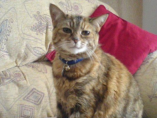 Das ist die älteste Katze der Welt: Poppy Das ist die älteste Katze der Welt: Poppy