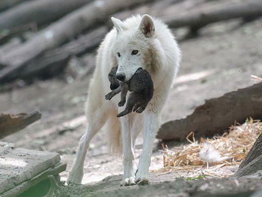 Baby-Wölfe in Schönbrunn Baby-Wölfe in Schönbrunn