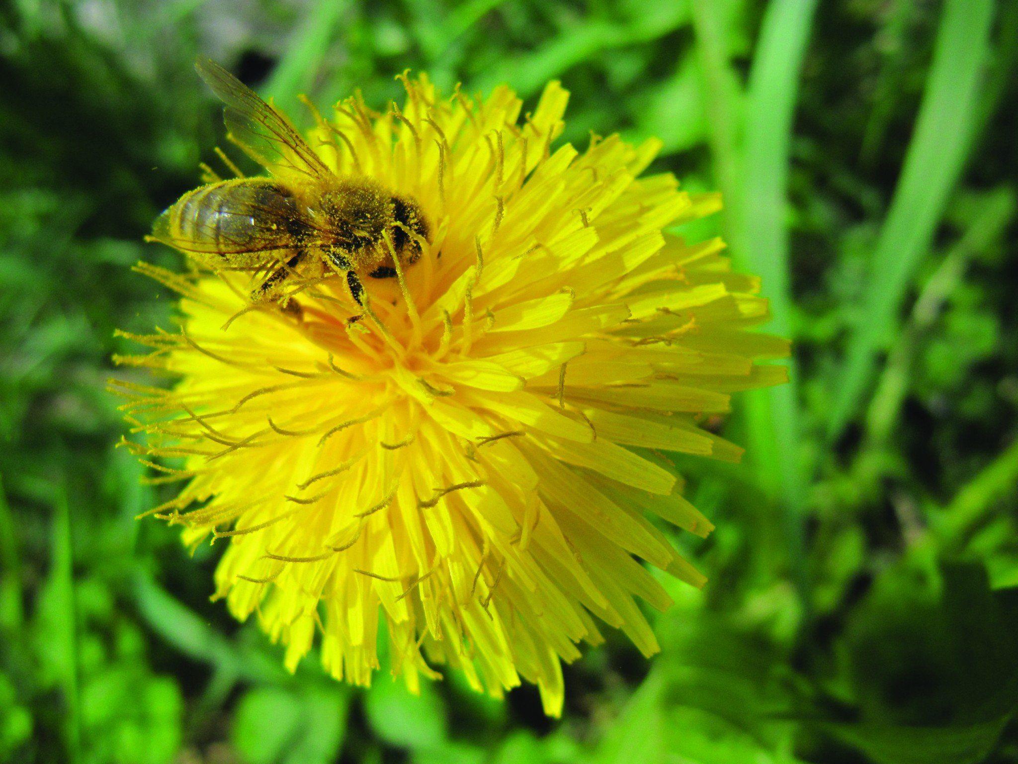 Nektar - Pollen - Blütenbracht.