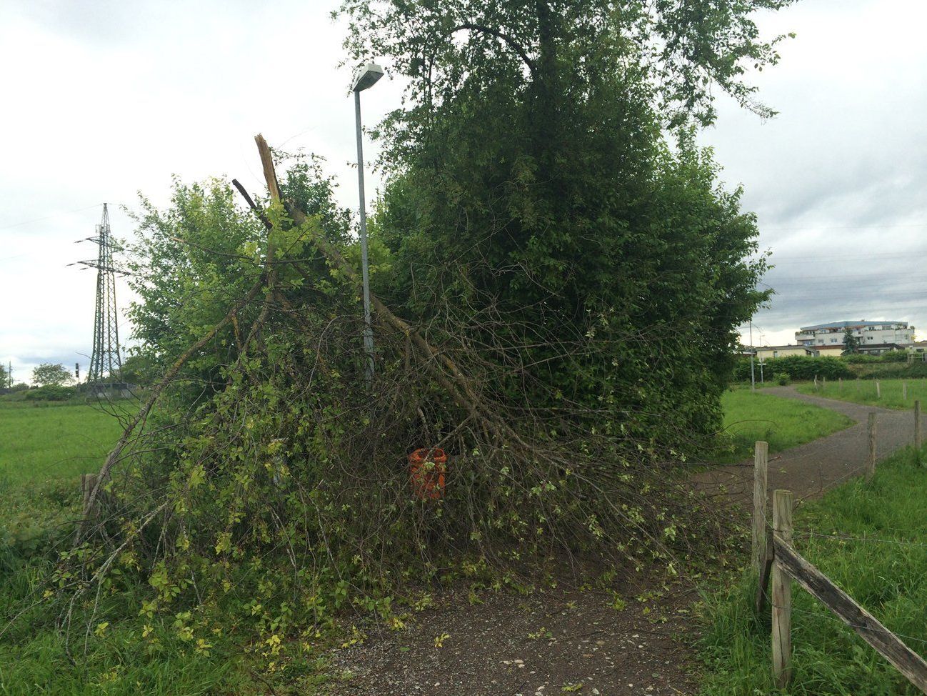 Der Wind hat den Gehölzen gestern nach zugesetzt. Der Wind hat den Gehölzen gestern nach zugesetzt.