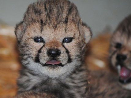 Der Tiergarten freut sich über den Geparden-Nachwuchs. Der Tiergarten freut sich über den Geparden-Nachwuchs.