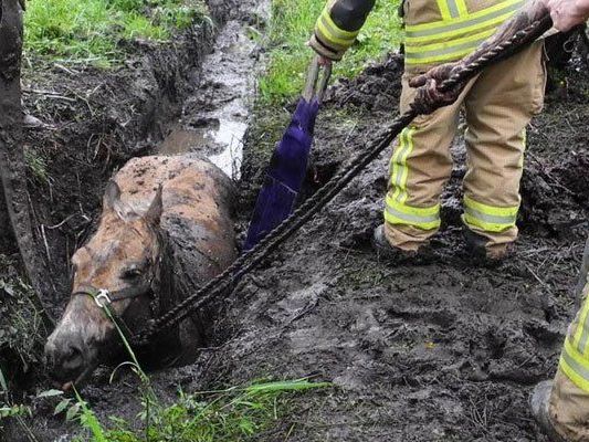 Pferderettung in Lustenau. Pferderettung in Lustenau.