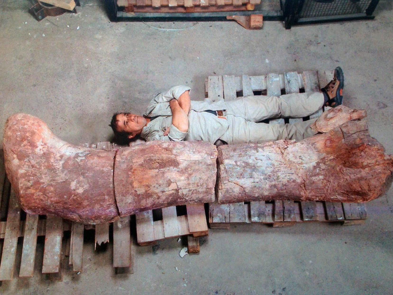 Knochen von größtem Dinosaurier in Argentinien gefunden