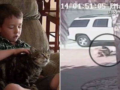 Katze Tara hat den vierjährigen Jeremy vor der Attacke des Nachbarshundes gerettet. Katze Tara hat den vierjährigen Jeremy vor der Attacke des Nachbarshundes gerettet.
