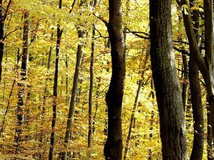 Mitten in Wien wurde ein kleines Stückchen Wienerwald gepflanzt. Mitten in Wien wurde ein kleines Stückchen Wienerwald gepflanzt.