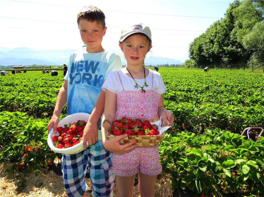 Massimo und Paloma aus Feldkirch hatten jede Menge Spaß beim Selberpflücken der geschmackvollen Erdbeeren