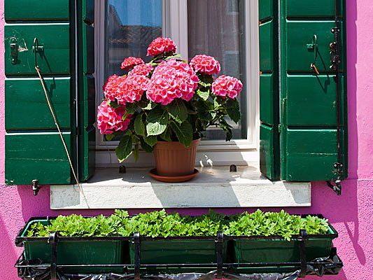 Wegen Haaren auf dem Fensterbrett warf der Angeklagte einen Blumenstock an die Tür seiner Nachbarn.