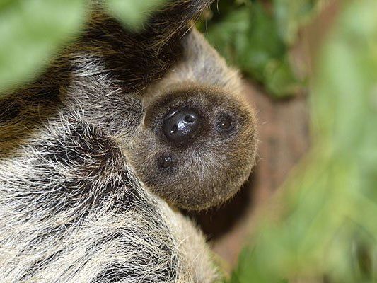 Eine Nase wie eine Steckdose hat das kleine Faultier-Baby im Tiergarten Schönbrunn Eine Nase wie eine Steckdose hat das kleine Faultier-Baby im Tiergarten Schönbrunn