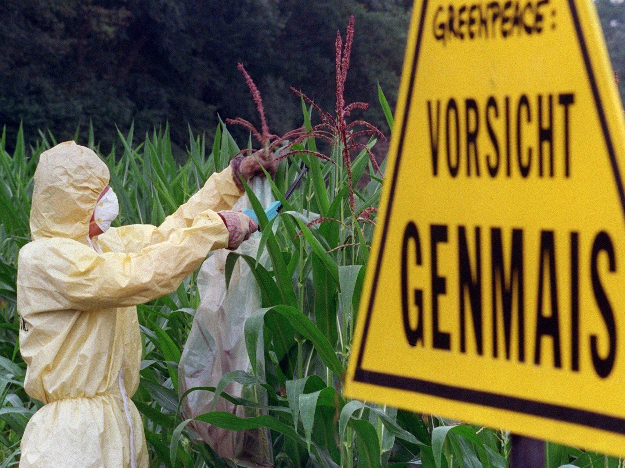 ÖSterreich könnte den Anbau von gentechnisch manipulierten Pflanzen verbieten.