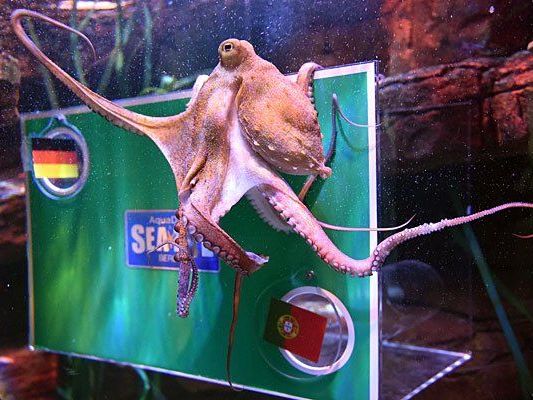 Orakel-Oktopus Regina aus dem Sea-Life-Aquarium Berlin sagte den Sieg der Deutschen richtig voraus Orakel-Oktopus Regina aus dem Sea-Life-Aquarium Berlin sagte den Sieg der Deutschen richtig voraus