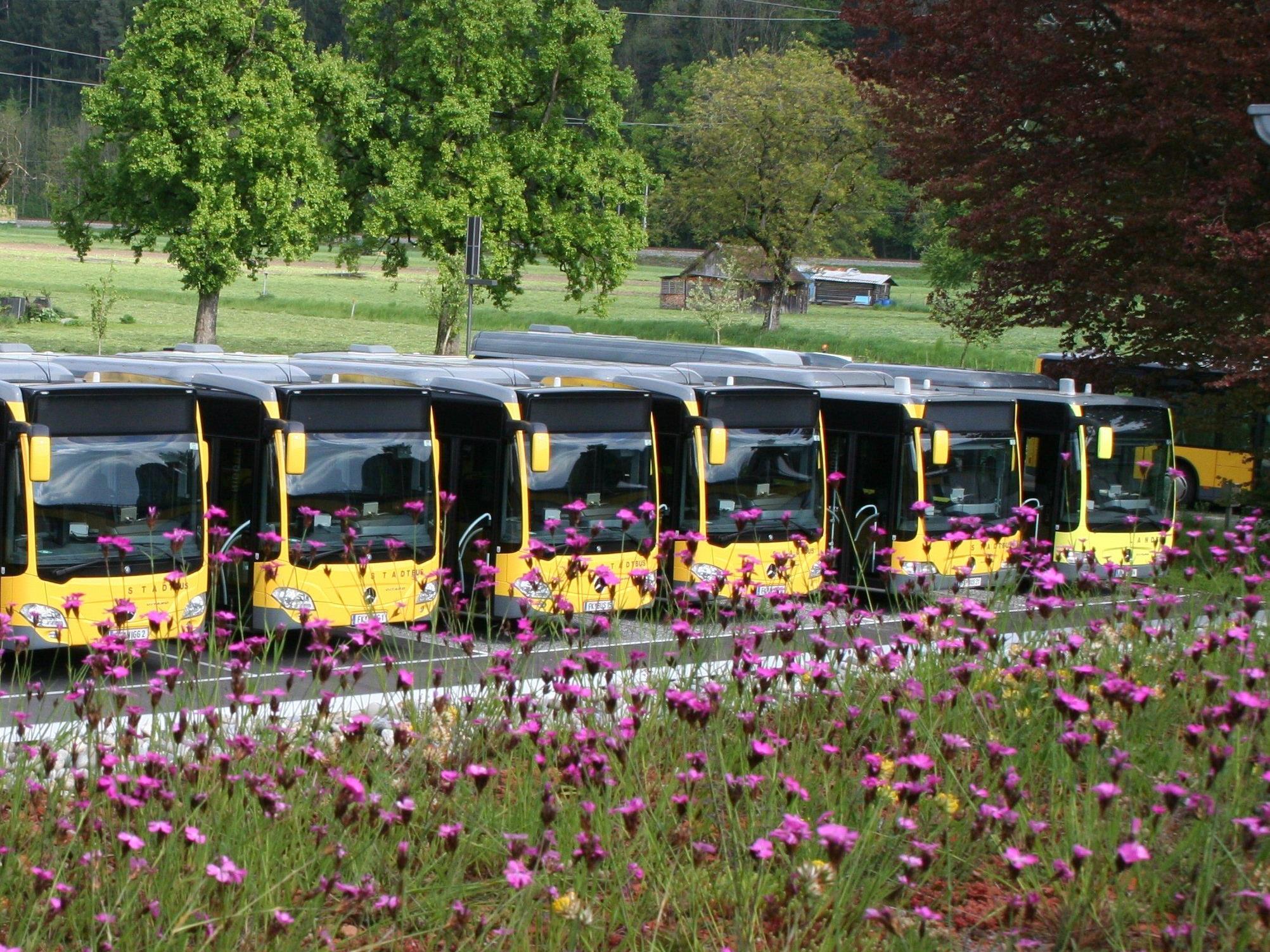 Blick vom begrünten Flachdach auf einen Teil der umweltfreundlichen Busflotte des Rankweiler Busunternehmens Niggbus. Im Zentrum der Parkfläche steht eine vierzig Jahre alte Rotbuche.