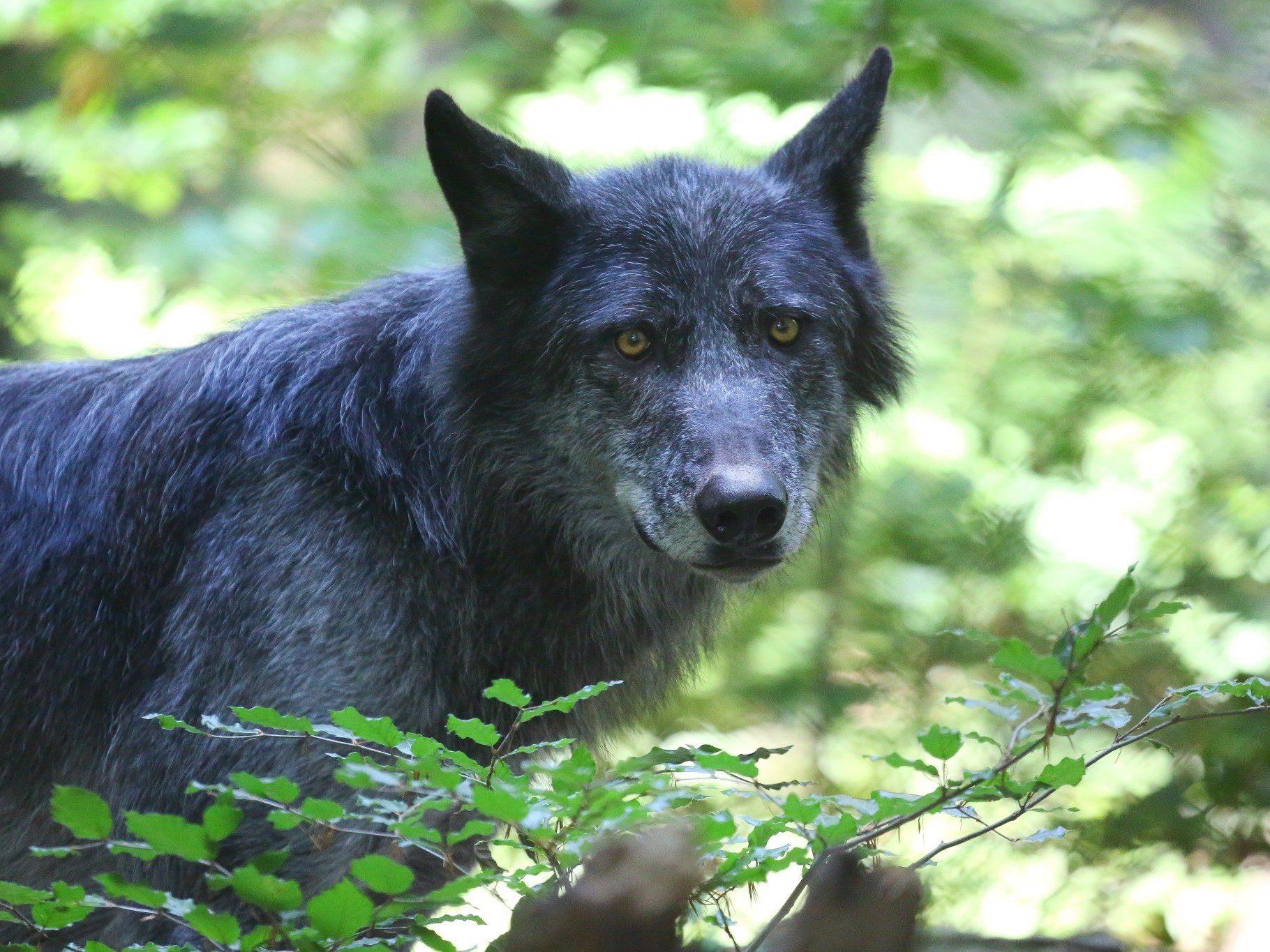 Ein Wolf ist seit gut einer Woche Gesprächsthema in Lech. Es kam zu einer Begegnung des Raubtiers mit einem jungen Jäger.